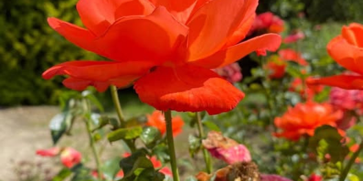 Alabama Red Tide loses 2 Freshman All-Us residents towards the Go Portal soon after Nick Saban retirement