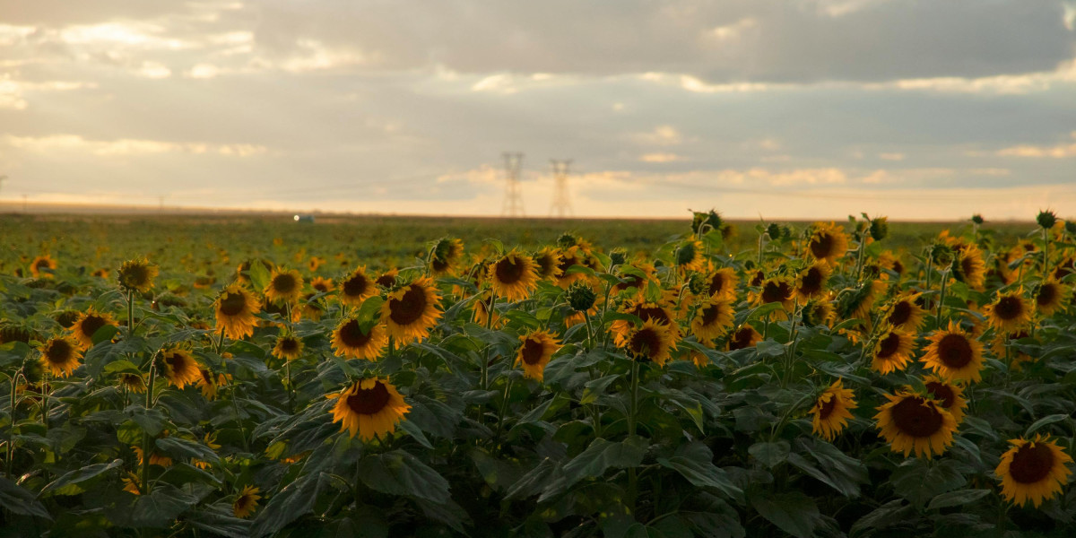 u4gm How to Build the Best Druid in PoE 2 Tips